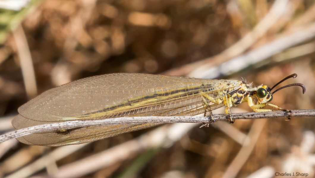 Antlion